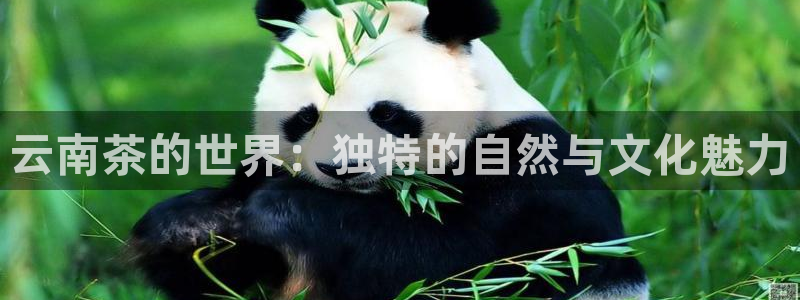 龙八国际app下载苹果
