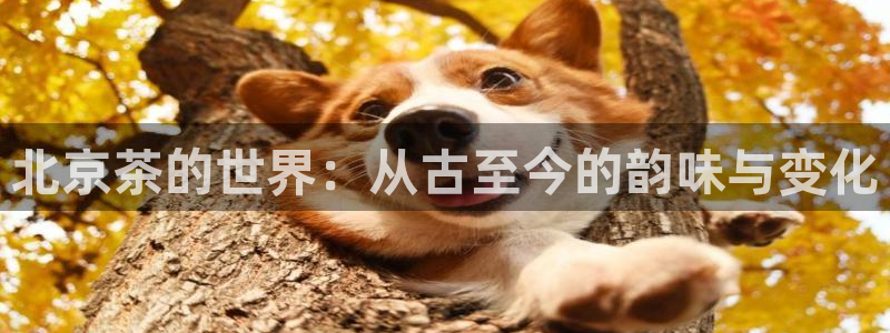 正规龙八国际娱乐