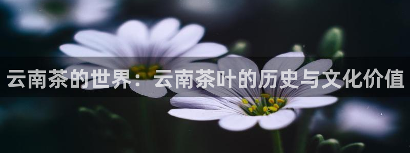 龙八国际现金
