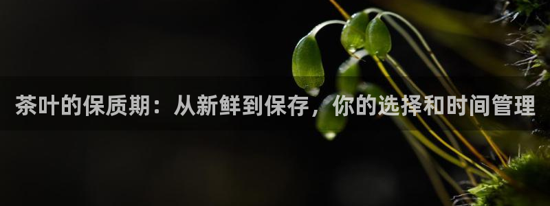 龙八国际城
