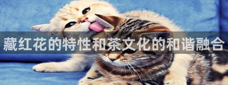 龙八国际官网首页
