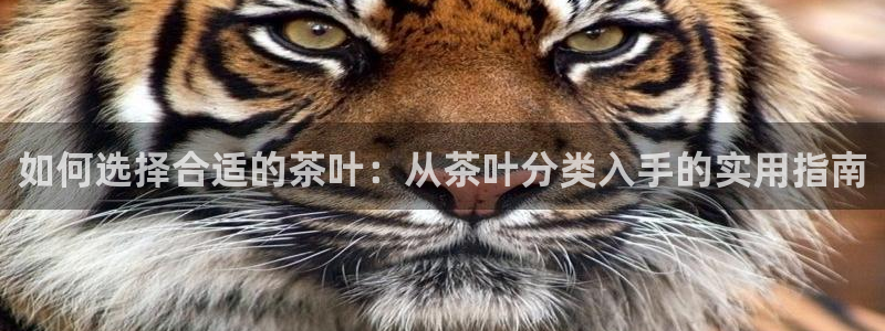 龙八国际彩金购买