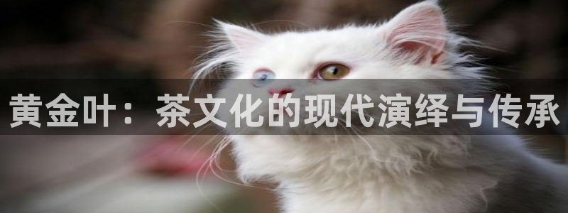 龙八国际2023