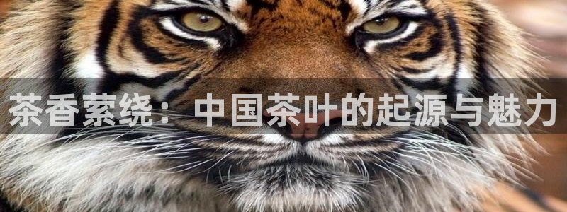 龙八国际棋牌