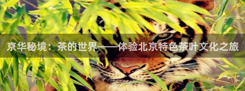 龙八国际歌曲