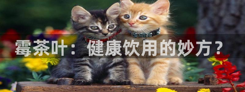 龙八国际代理app