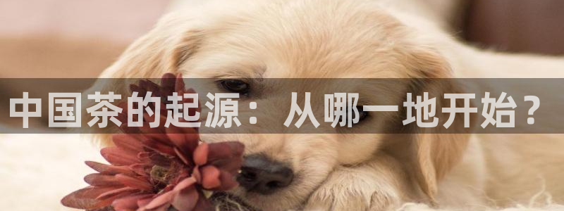 龙八国际交响乐